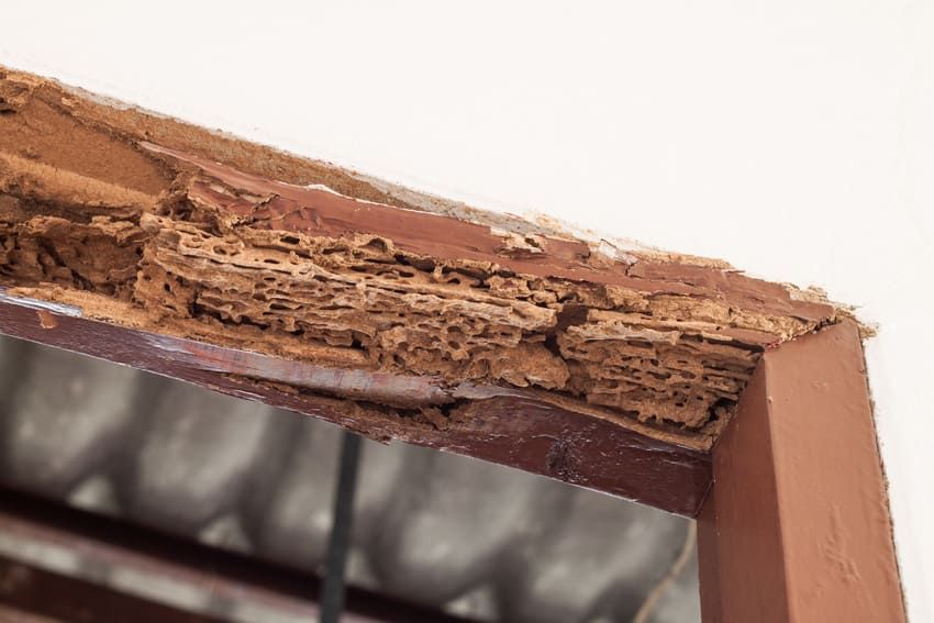 Marco de la puerta destrozado por termitas